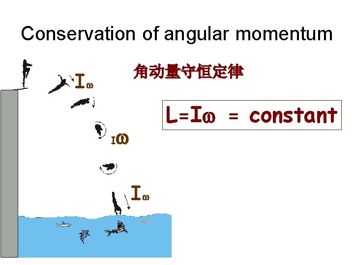 Conservation of angular momentum 角动量守恒定律 Iw I L=Iw = constant w Iw 