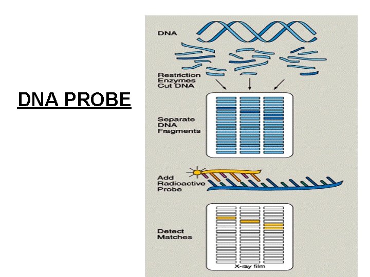 DNA PROBE DNA PROBE