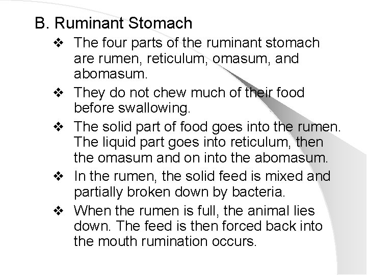 B. Ruminant Stomach v The four parts of the ruminant stomach v v are