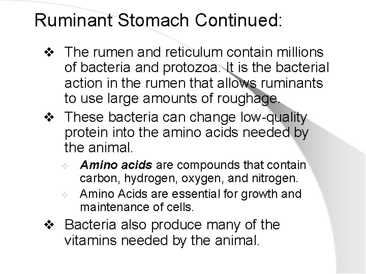 Ruminant Stomach Continued: v The rumen and reticulum contain millions of bacteria and protozoa.