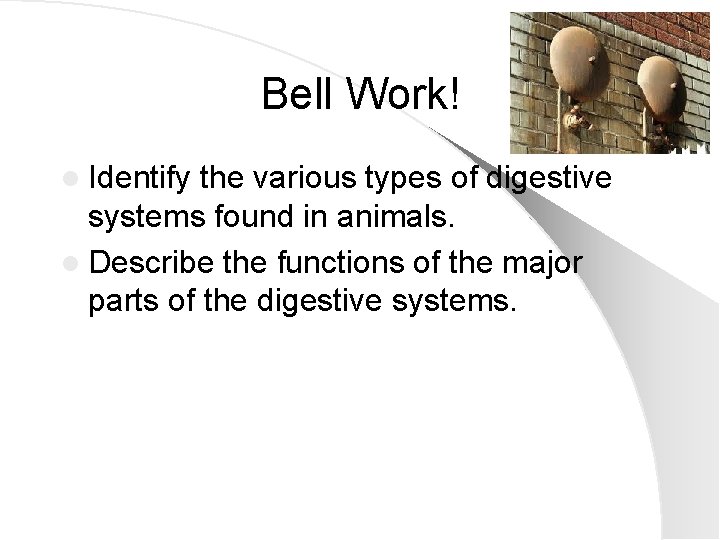 Bell Work! l Identify the various types of digestive systems found in animals. l