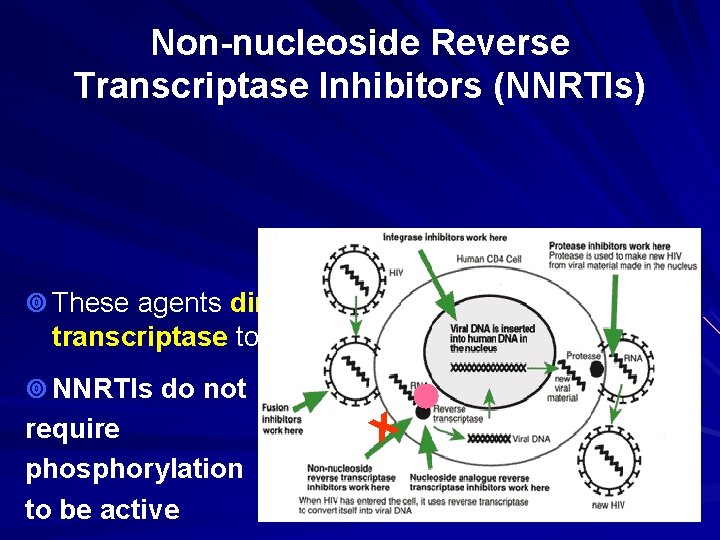 Non-nucleoside Reverse Transcriptase Inhibitors (NNRTIs) ¥ These agents directly bind to reverse RT transcriptase