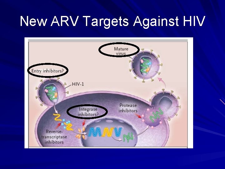 New ARV Targets Against HIV 