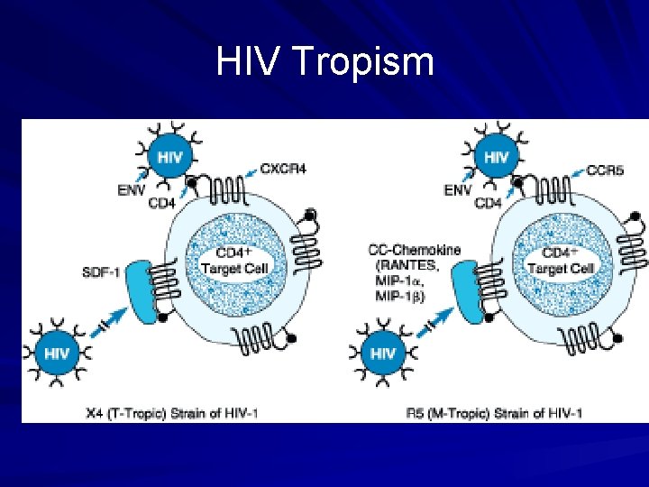 HIV Tropism 