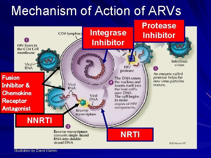 Mechanism of Action of ARVs Integrase Inhibitor Fusion Inhibitor & Chemokine Receptor Antagonist NNRTI