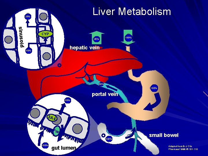 Liver Metabolism 25% sinusoid CYP 100% 25% hepatic vein 50% 100% portal vein 50%