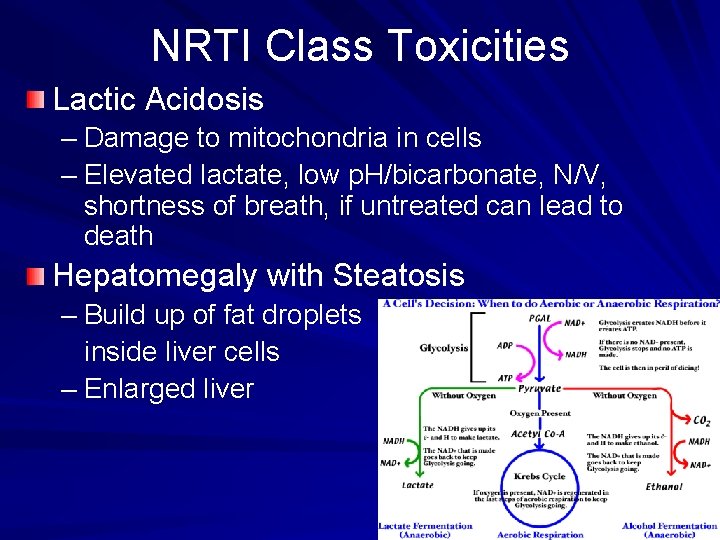 NRTI Class Toxicities Lactic Acidosis – Damage to mitochondria in cells – Elevated lactate,