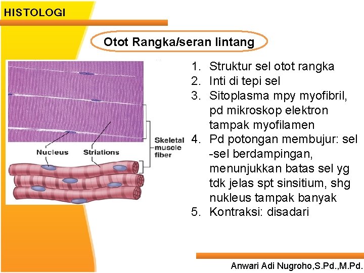 HISTOLOGI Otot Rangka/seran lintang 1. Struktur sel otot rangka 2. Inti di tepi sel
