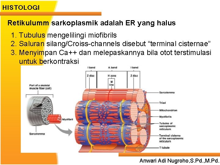 HISTOLOGI Retikulumm sarkoplasmik adalah ER yang halus 1. Tubulus mengelilingi miofibrils 2. Saluran silang/Croiss-channels