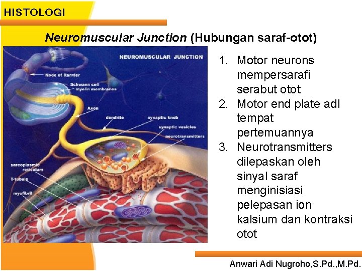 HISTOLOGI Neuromuscular Junction (Hubungan saraf-otot) 1. Motor neurons mempersarafi serabut otot 2. Motor end