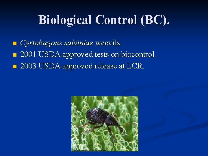 Biological Control (BC). n n n Cyrtobagous salviniae weevils. 2001 USDA approved tests on
