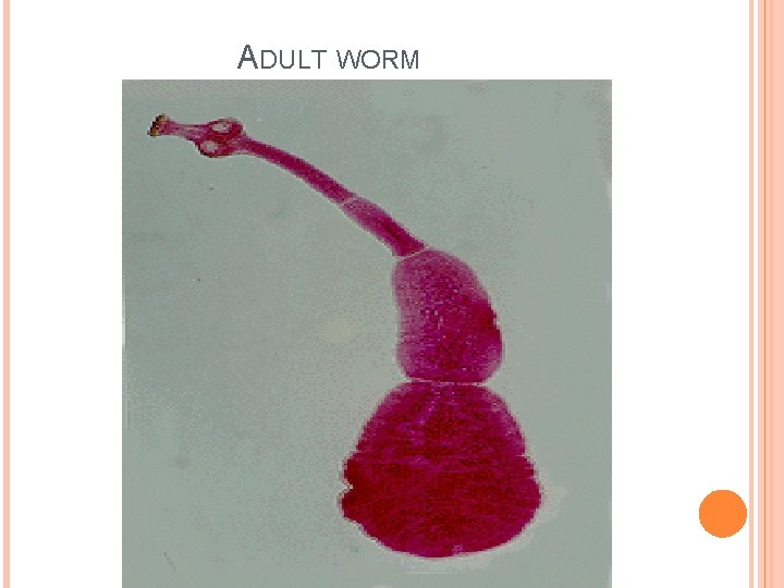 ADULT WORM 