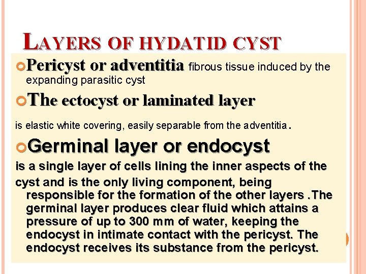 LAYERS OF HYDATID CYST Pericyst or adventitia fibrous tissue induced by the expanding parasitic