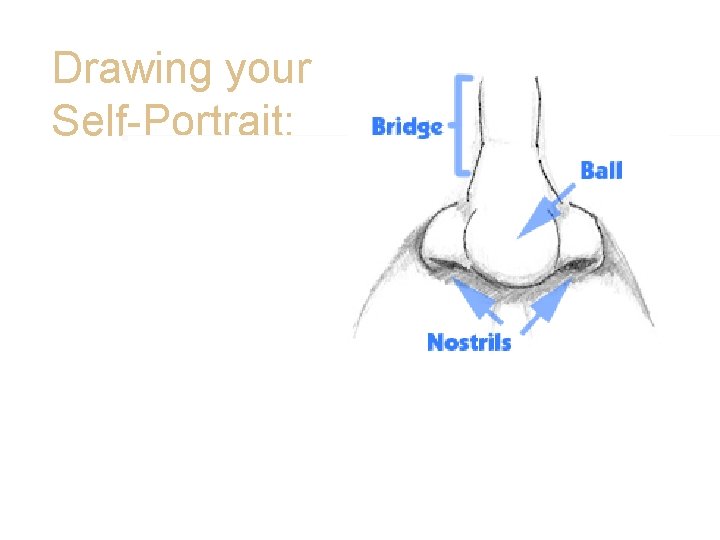 Drawing your Self-Portrait: • Parts of your Nose • Look at your nose in Drawing your Self-Portrait: • Parts of your Nose • Look at your nose in
