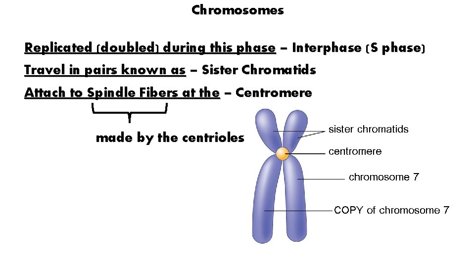 Chromosomes Replicated (doubled) during this phase – Interphase (S phase) Travel in pairs known