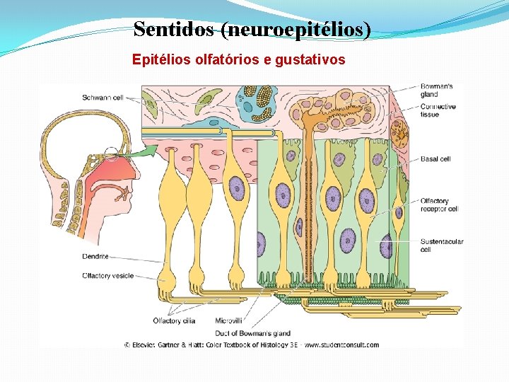 Sentidos (neuroepitélios) Epitélios olfatórios e gustativos 