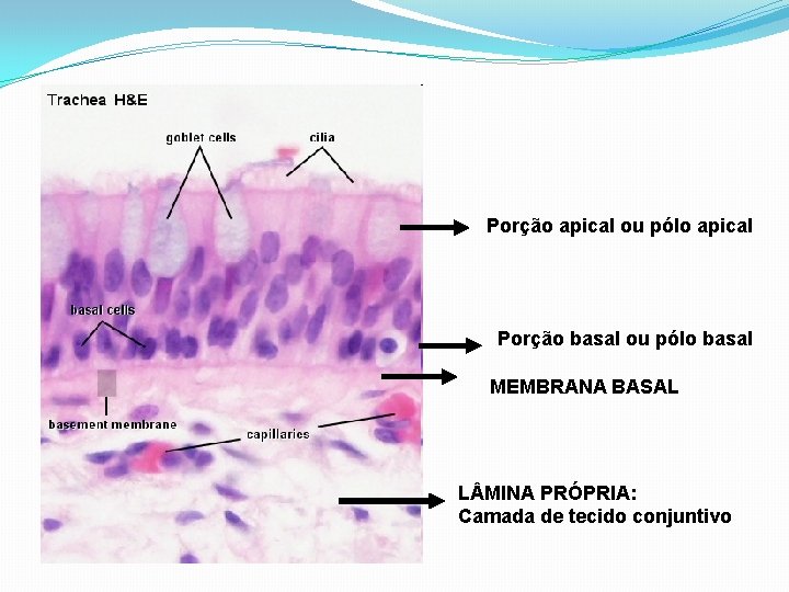 Porção apical ou pólo apical Porção basal ou pólo basal MEMBRANA BASAL L MINA