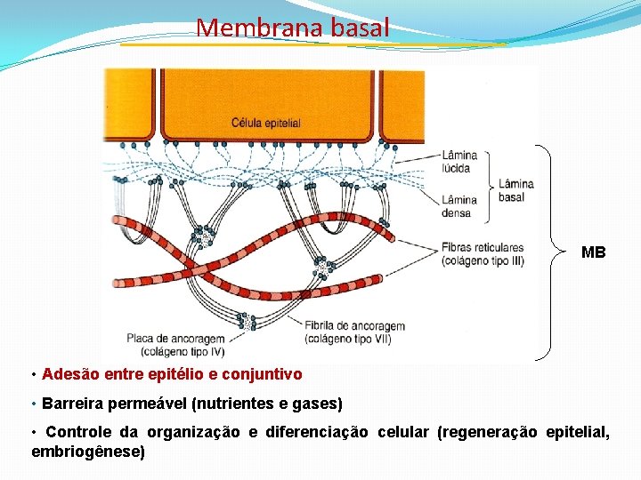 Membrana basal MB • Adesão entre epitélio e conjuntivo • Barreira permeável (nutrientes e