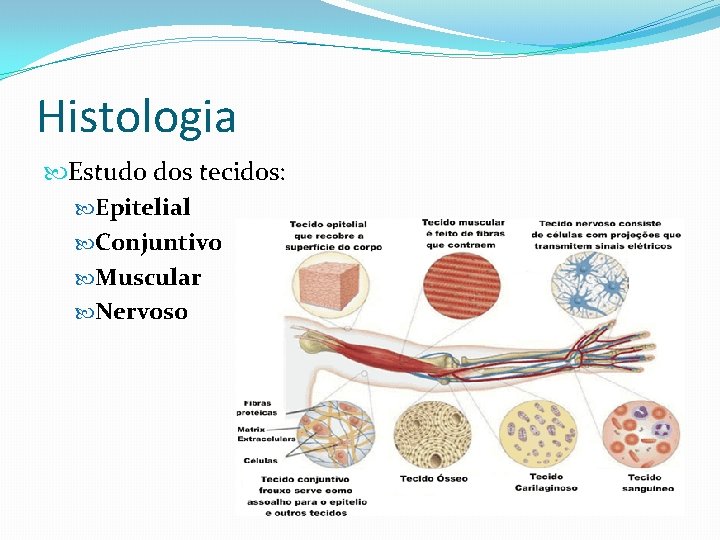 Histologia Estudo dos tecidos: Epitelial Conjuntivo Muscular Nervoso 