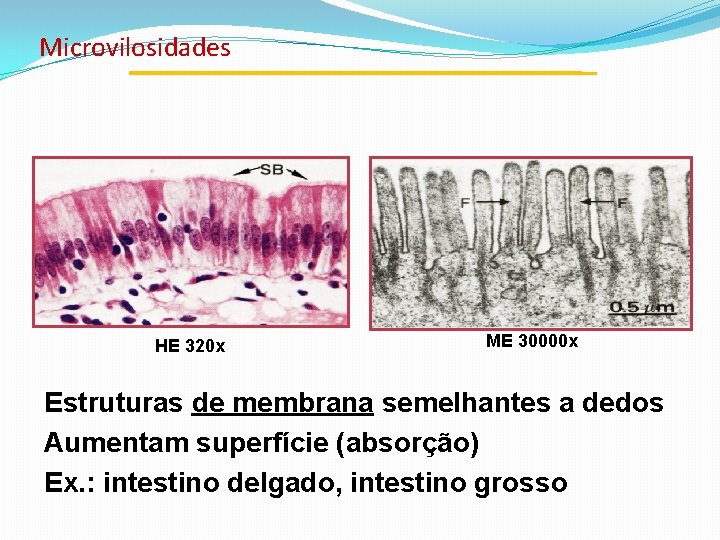 Microvilosidades HE 320 x ME 30000 x Estruturas de membrana semelhantes a dedos Aumentam