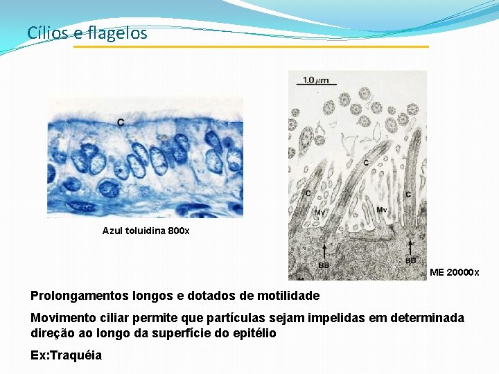 Cílios e flagelos Azul toluidina 800 x ME 20000 x Prolongamentos longos e dotados