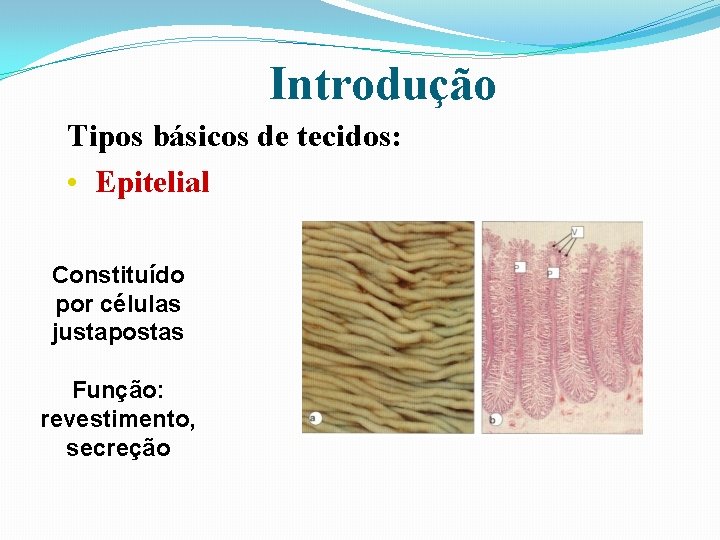 Introdução Tipos básicos de tecidos: • Epitelial Constituído por células justapostas Função: revestimento, secreção