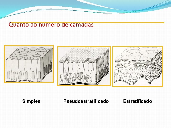 Quanto ao número de camadas Simples Pseudoestratificado Estratificado 