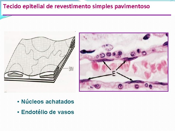 Tecido epitelial de revestimento simples pavimentoso • Núcleos achatados • Endotélio de vasos 