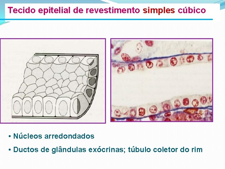 Tecido epitelial de revestimento simples cúbico • Núcleos arredondados • Ductos de glândulas exócrinas;