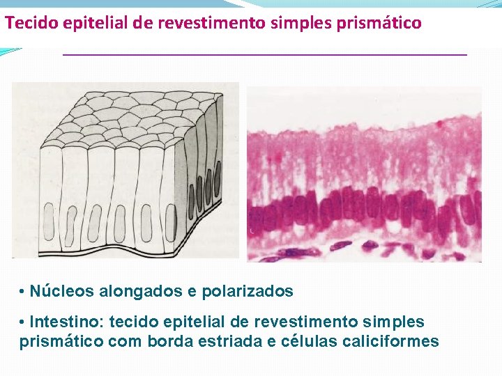 Tecido epitelial de revestimento simples prismático • Núcleos alongados e polarizados • Intestino: tecido