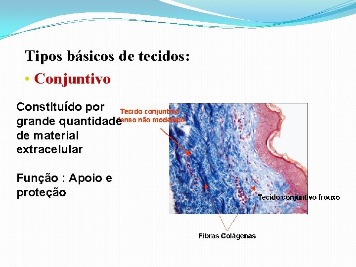 Tipos básicos de tecidos: • Conjuntivo, Constituído por grande quantidade de material extracelular Função