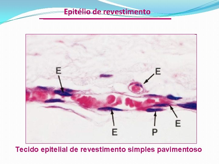 Epitélio de revestimento Tecido epitelial de revestimento simples pavimentoso 