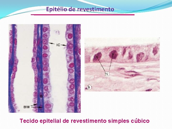 Epitélio de revestimento Tecido epitelial de revestimento simples cúbico 