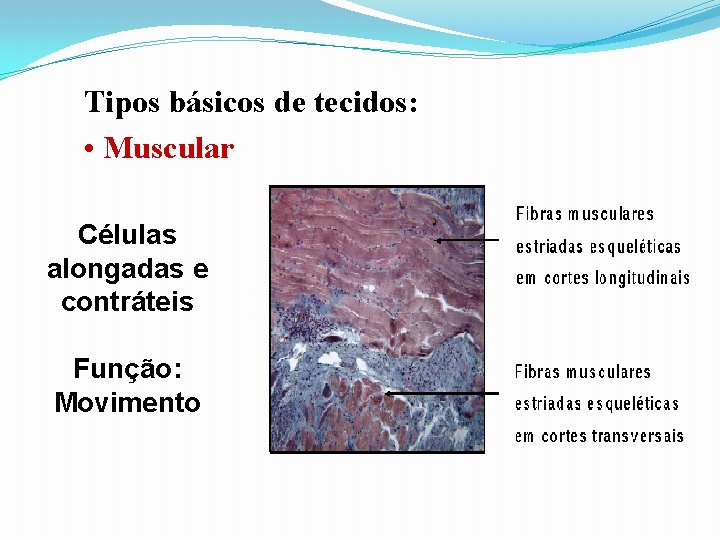 Tipos básicos de tecidos: • Muscular Células alongadas e contráteis Função: Movimento 