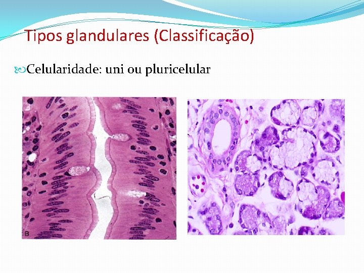 Tipos glandulares (Classificação) Celularidade: uni ou pluricelular 