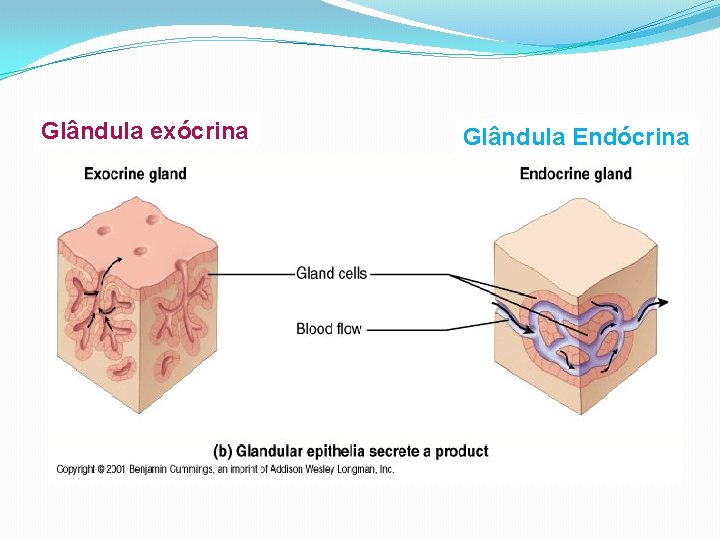 Glândula exócrina Glândula Endócrina 