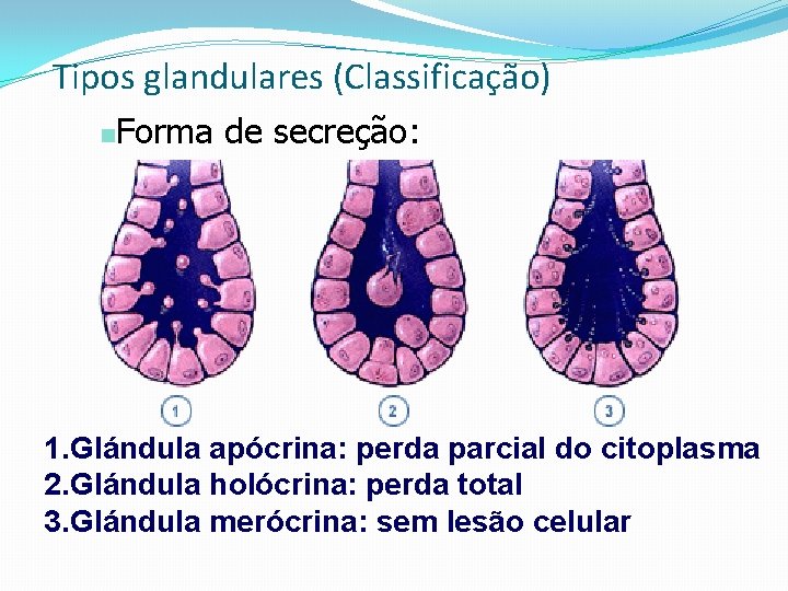 Tipos glandulares (Classificação) n Forma de secreção: 1. Glándula apócrina: perda parcial do citoplasma
