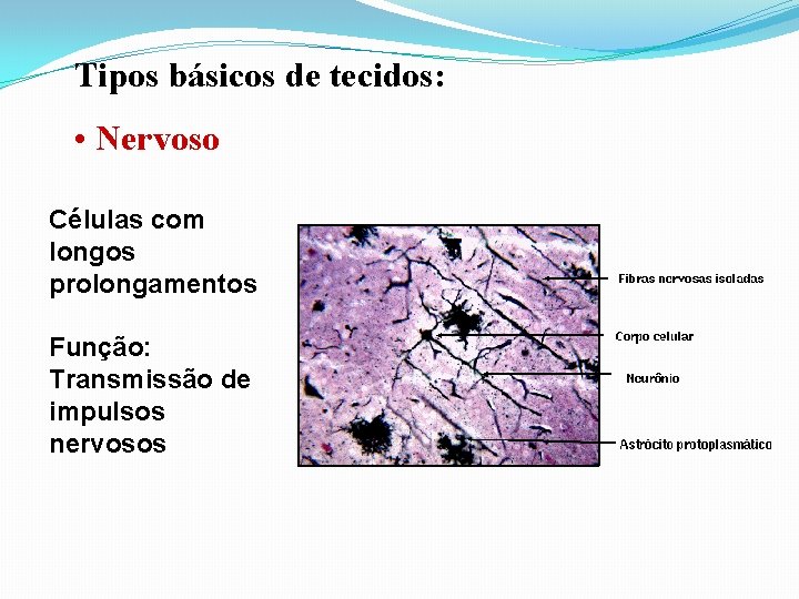 Tipos básicos de tecidos: • Nervoso Células com longos prolongamentos Função: Transmissão de impulsos