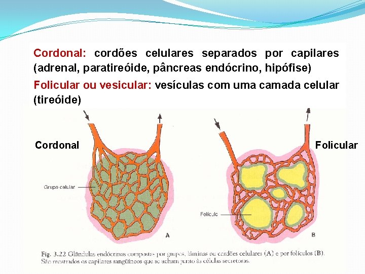 Cordonal: cordões celulares separados por capilares (adrenal, paratireóide, pâncreas endócrino, hipófise) Folicular ou vesicular: