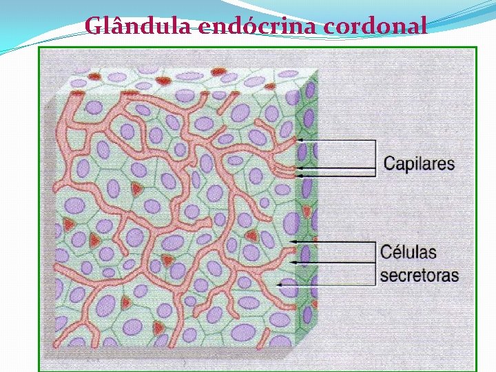 Glândula endócrina cordonal 
