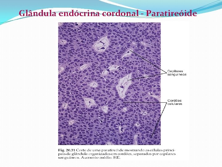 Glândula endócrina cordonal - Paratireóide 