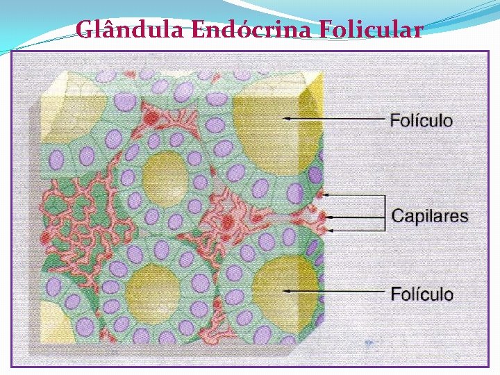 Glândula Endócrina Folicular 