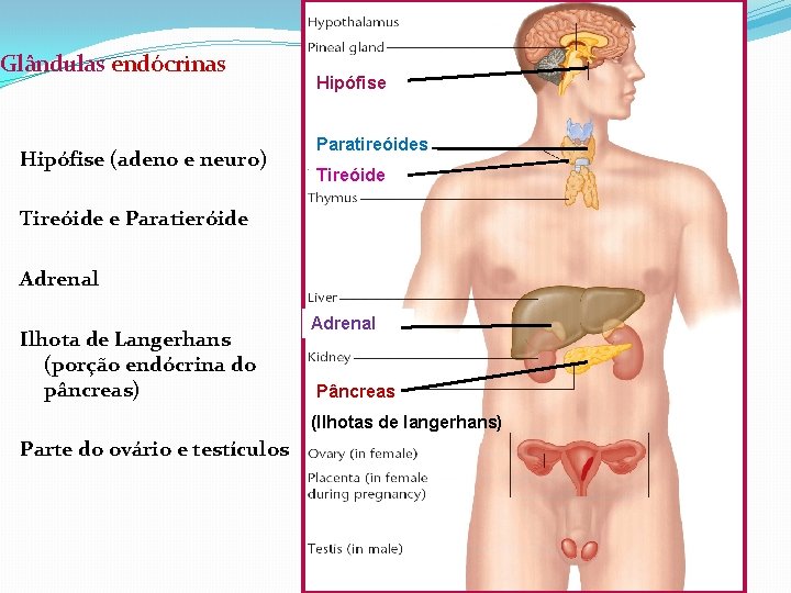 Glândulas endócrinas Hipófise (adeno e neuro) Hipófise Paratireóides Tireóide e Paratieróide Adrenal Ilhota de