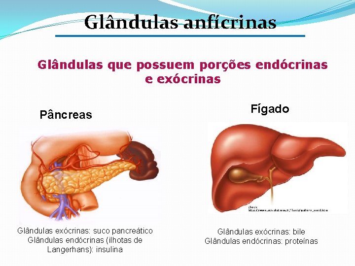 Glândulas anfícrinas Glândulas que possuem porções endócrinas e exócrinas Pâncreas Glândulas exócrinas: suco pancreático