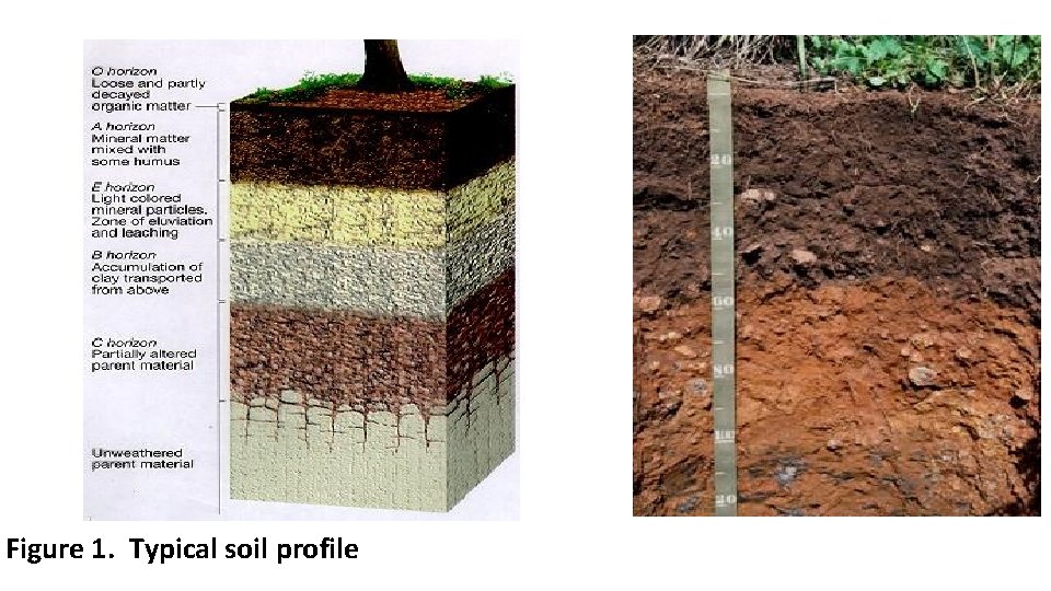Figure 1. Typical soil profile 