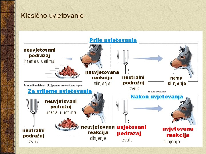 Klasično uvjetovanje Prije uvjetovanja neuvjetovani podražaj hrana u ustima neuvjetovana neutralni reakcija podražaj slinjenje