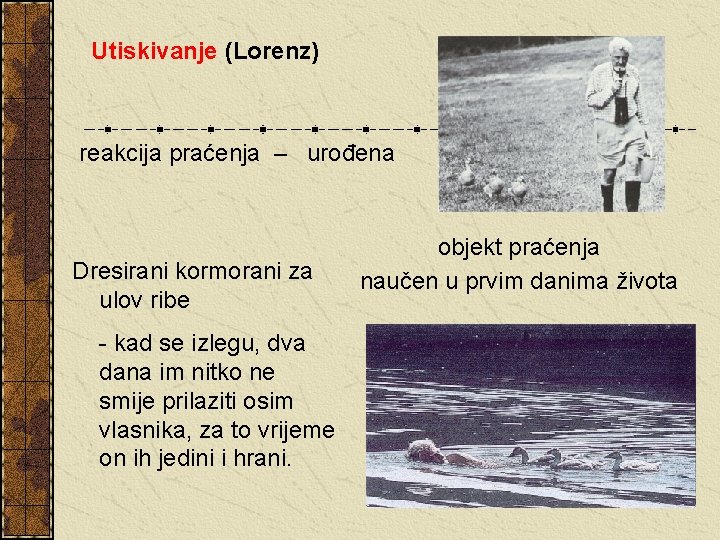 Utiskivanje (Lorenz) reakcija praćenja – urođena Dresirani kormorani za ulov ribe - kad se