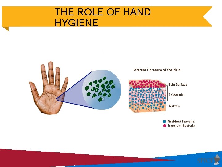 THE ROLE OF HAND HYGIENE 