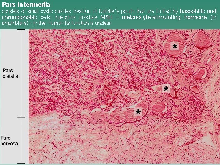 Pars intermedia consists of small cystic cavities (residua of Rathke´s pouch that are limited
