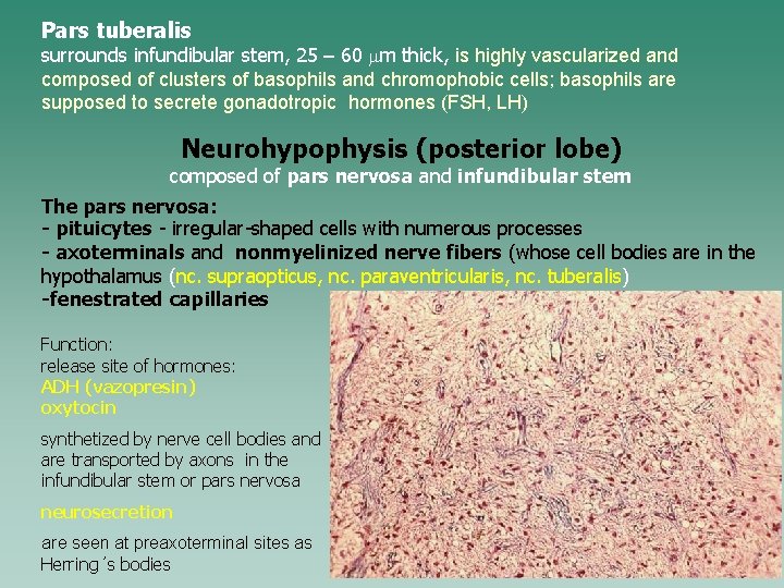 Pars tuberalis surrounds infundibular stem, 25 – 60 mm thick, is highly vascularized and